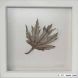 Acer leaf - white frame, medium